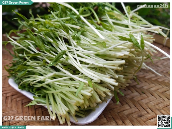 Rau mầm rau muống hạt