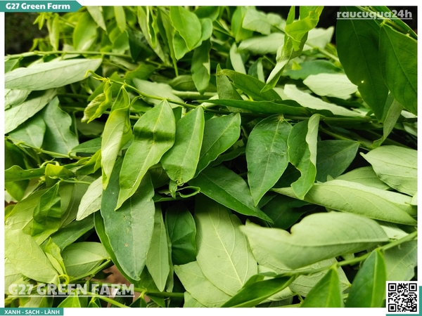 Rau Ngót (Bồ Ngót / Katuk)