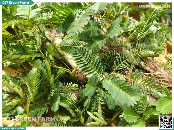 Rau Nhút (rau rút)