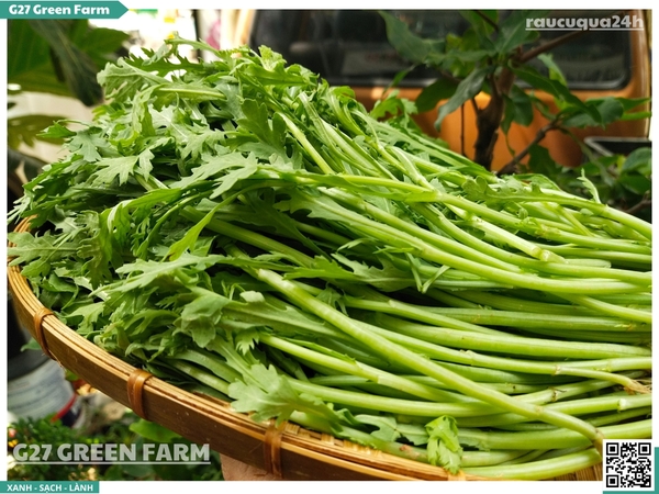 Rau tần ô (Cải cúc)