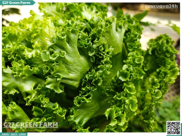 Xà lách thuỷ tinh