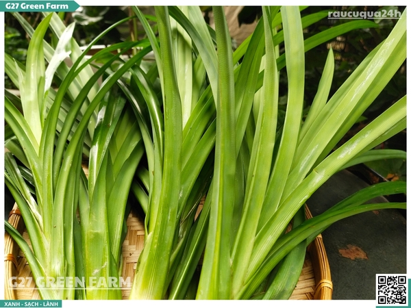 Lá dứa (lá nếp)