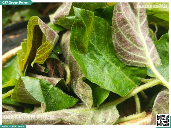 Lá mơ (lá mơ lông)