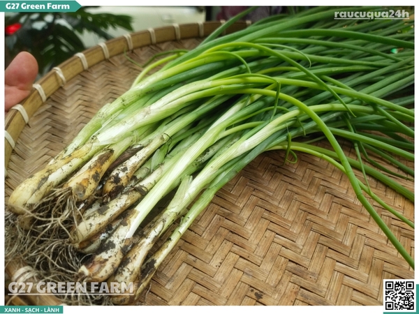 Hành hương (Hành đất) Đà Lạt