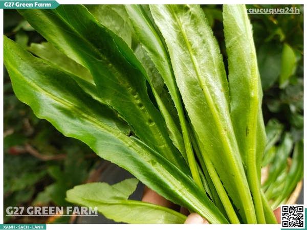 Ngò gai (mùi tàu) 50g