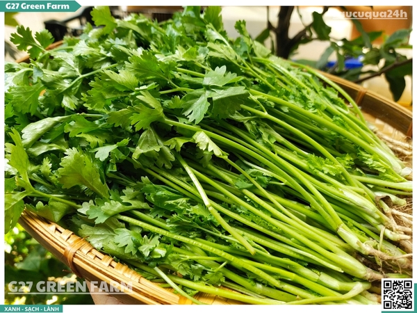 Ngò rí (rau mùi ta) 50g