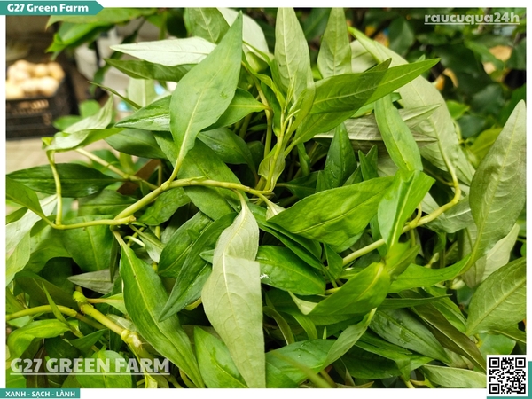 Rau răm miền Tây