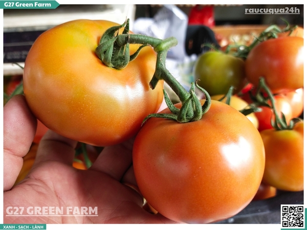 Cà chua beef 120g up