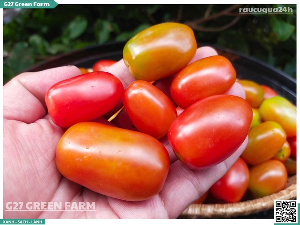 Cà chua bi (cherry) Vip