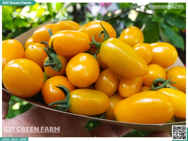 Cà chua cherry cam sữa