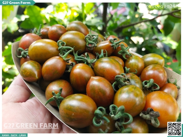 Cà chua cherry socola