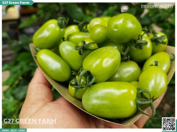 Cà chua cherry ngọc bích