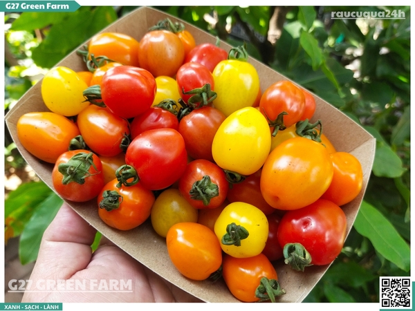 Cà chua cherry táo