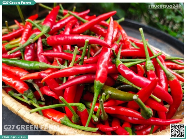 Ớt chỉ thiên đỏ