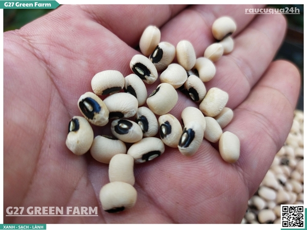 Đậu trắng mắt ngọc khô