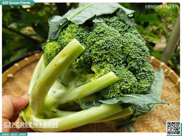 Bông lơ xanh còn cuống lá