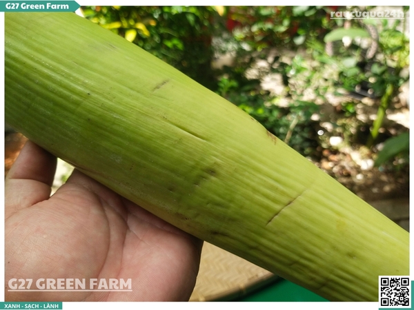 Bắp chuối bao tử (hoa chuối non)