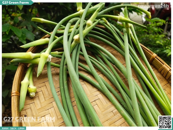 Ngồng tỏi (bông tỏi)