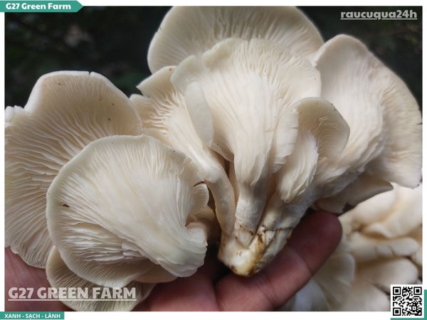 Nấm bào ngư trắng 200g