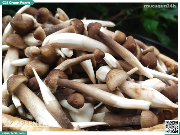 Nấm mối đen 200g