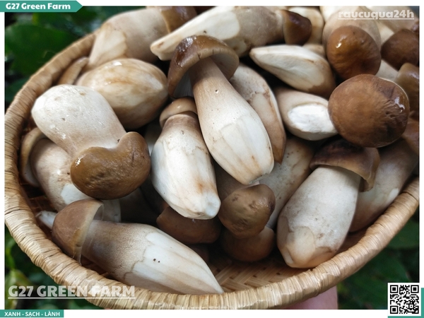 Nấm mối đen vip