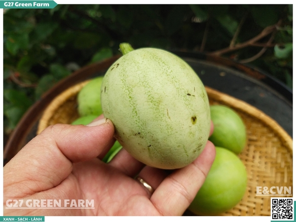 Dưa hấu non