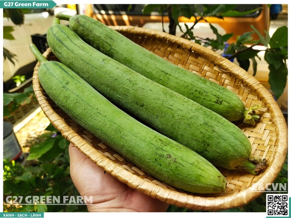 Mướp hương