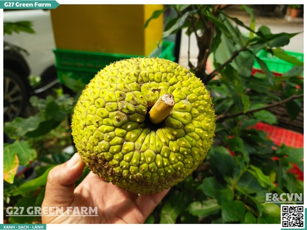 Quả Sa kê