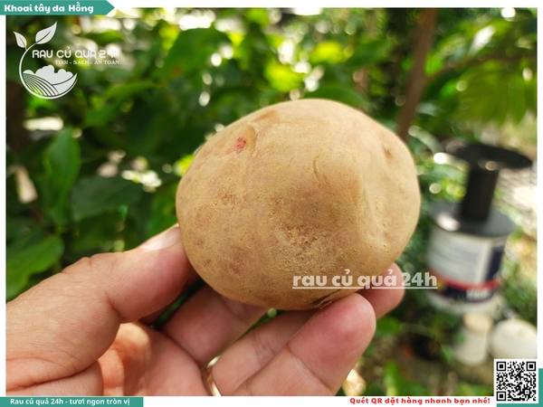 Khoai tây da hồng Đà Lạt