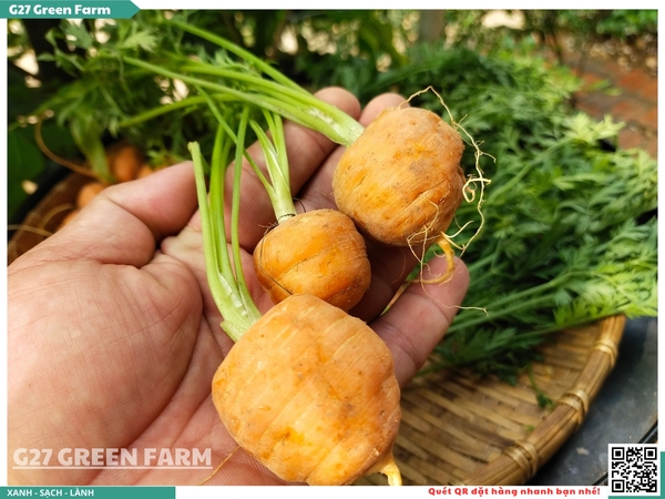 Cà rốt baby tròn