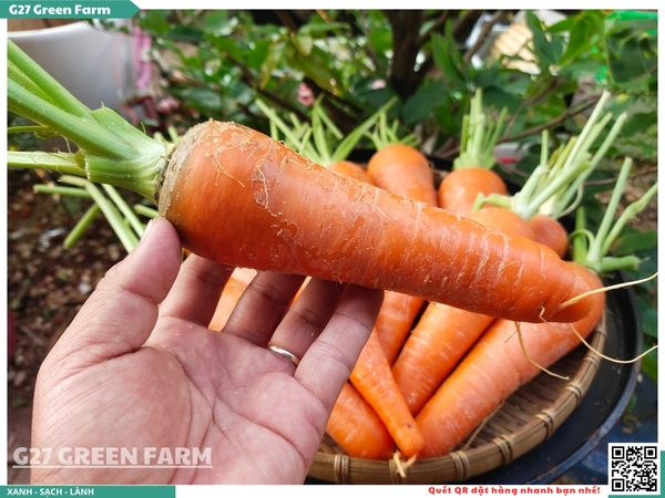 Cà rốt cuống xanh