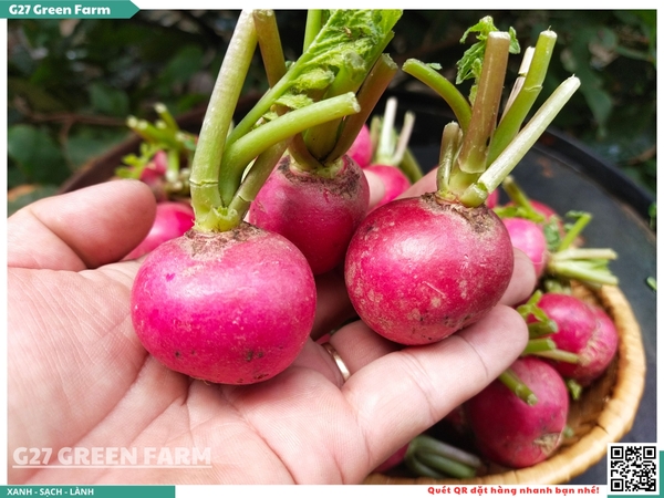 Củ cải đường