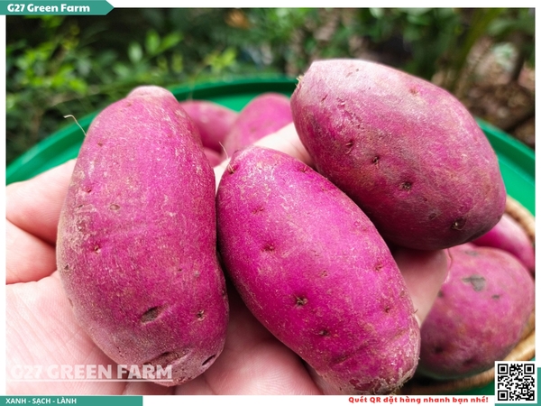 Khoai lang tím baby