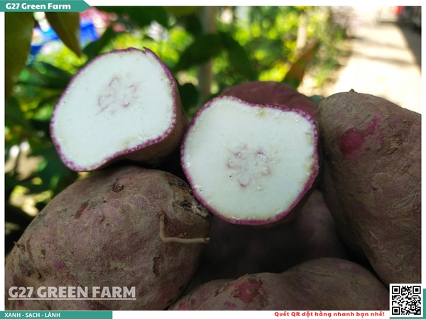 Khoai lang Như Ngọc