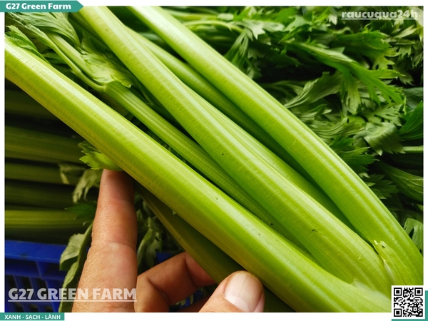 Cần Tây Đà Lạt (Bẹ lớn)