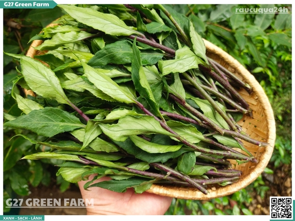 Rau rừng Gia Lai (Rau lủi, Bầu đất)