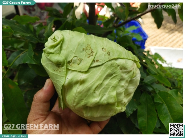 Bắp cải trái tim