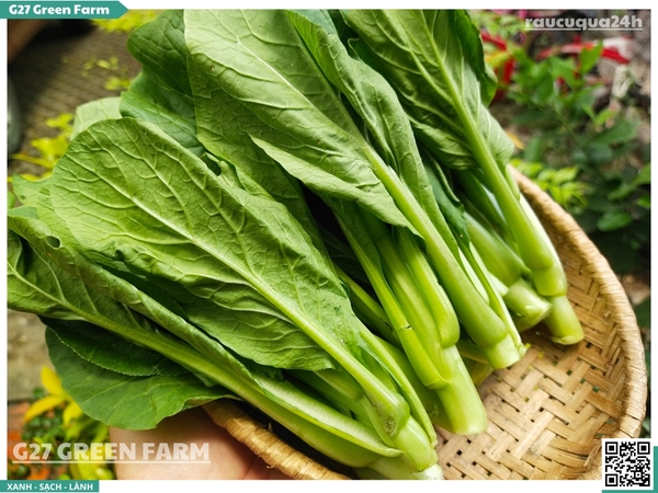 Cải Ngồng (Yu Choy / Choy Sum)