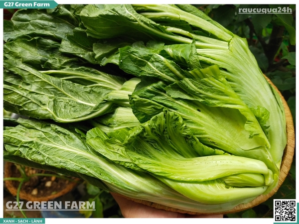 Cải sậy (cải muối dưa)