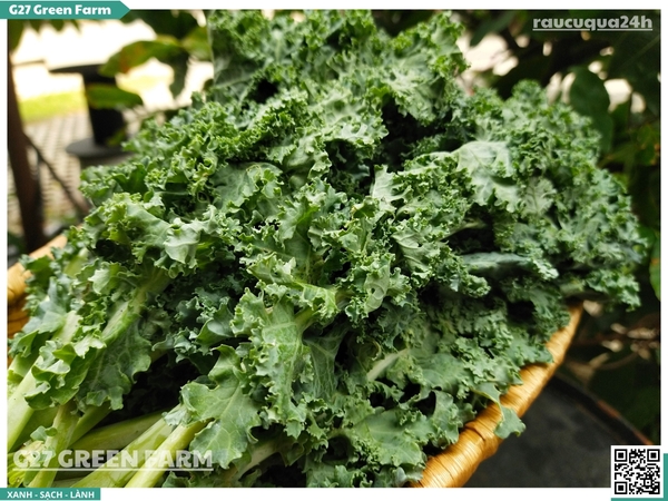 Cải xoăn Kale