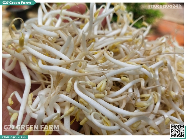 Giá mầm (giá đỗ)