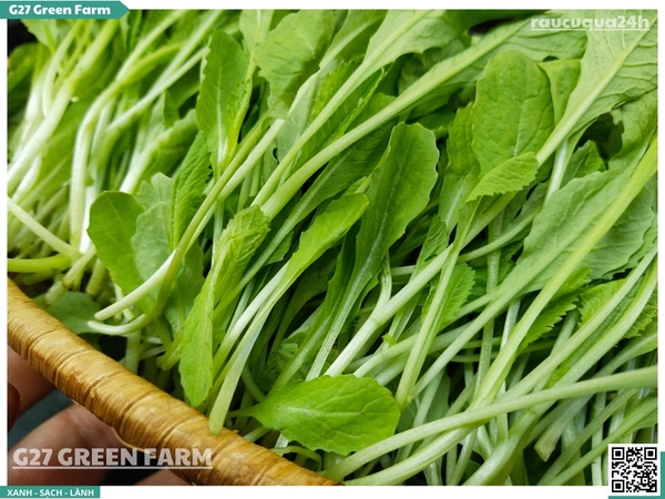Rau cải xanh con