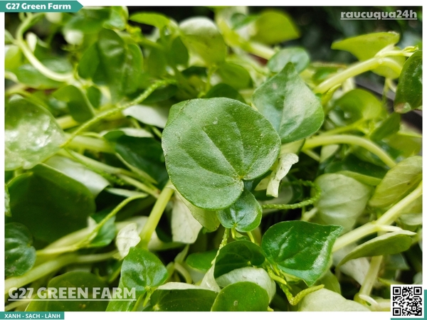 Rau Càng Cua (Peperomia pellucida)