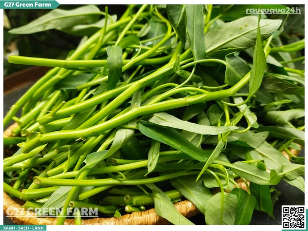 Rau muống nước baby