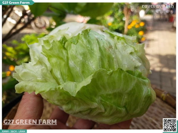 Xà lách Mỹ iceberg