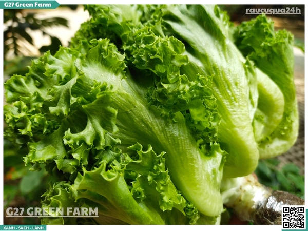 Xà lách thuỷ tinh