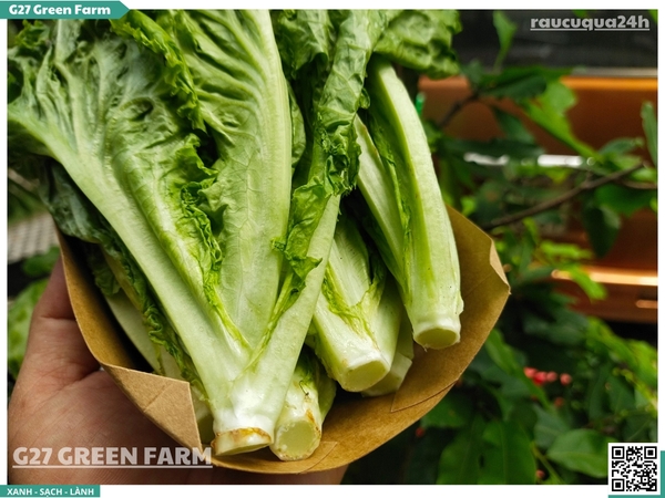 Xà lách xoăn (lô lô xanh)