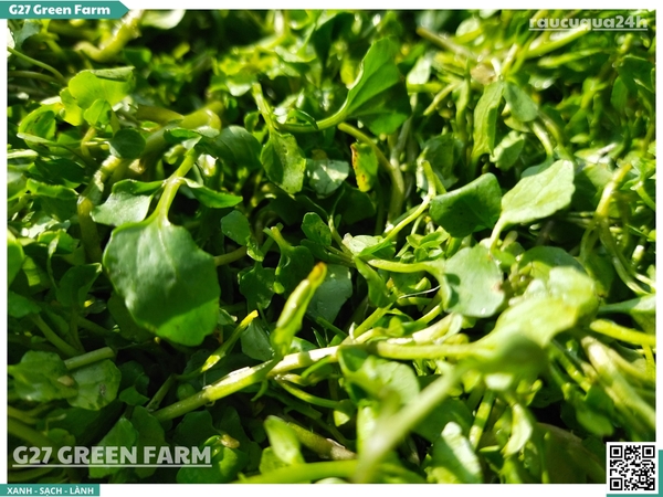 Xà lách xoong nhuyễn