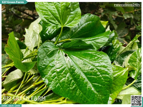 Lá Lốt (Piper lolot)