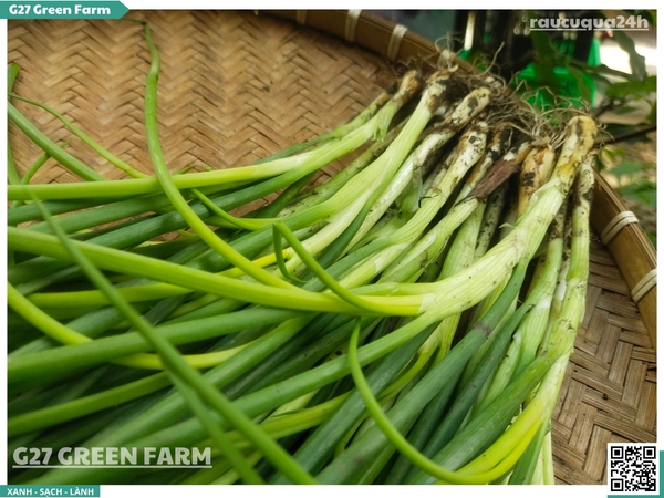 Hành hương (Hành đất) Đà Lạt